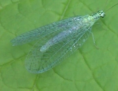 Chrysopa chi