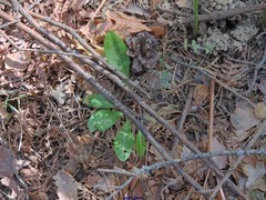 Pulmonaria officinalis