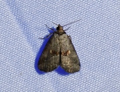 Hyperstrotia flaviguttata