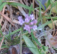 Valeriana tuberosa