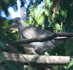 Streptopelia roseogrisea