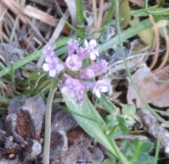 Valeriana tuberosa