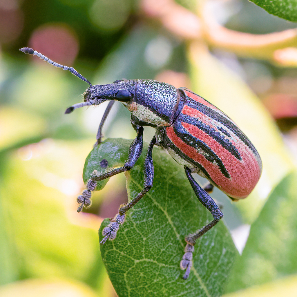 Sugarcane Root Borer