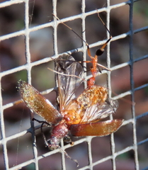 Leptomyrmex cnemidatus