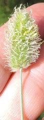 Alopecurus arundinaceus