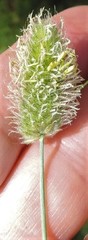 Alopecurus arundinaceus