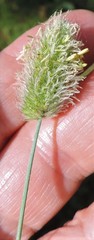 Alopecurus arundinaceus