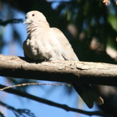 Streptopelia roseogrisea