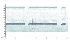 Neonemobius variegatus