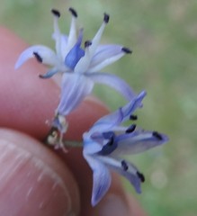 Scilla verna