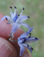 Scilla verna