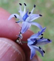 Scilla verna