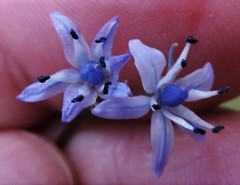 Scilla verna