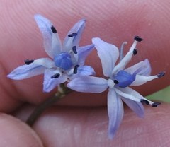 Scilla verna