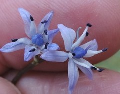 Scilla verna