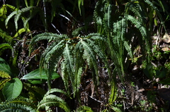 Sticherus squamulosus