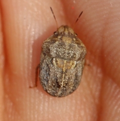 Psacasta tuberculata