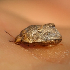 Psacasta tuberculata