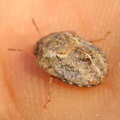 Psacasta tuberculata