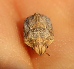 Psacasta tuberculata