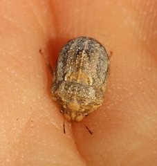 Psacasta tuberculata