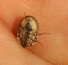 Psacasta tuberculata
