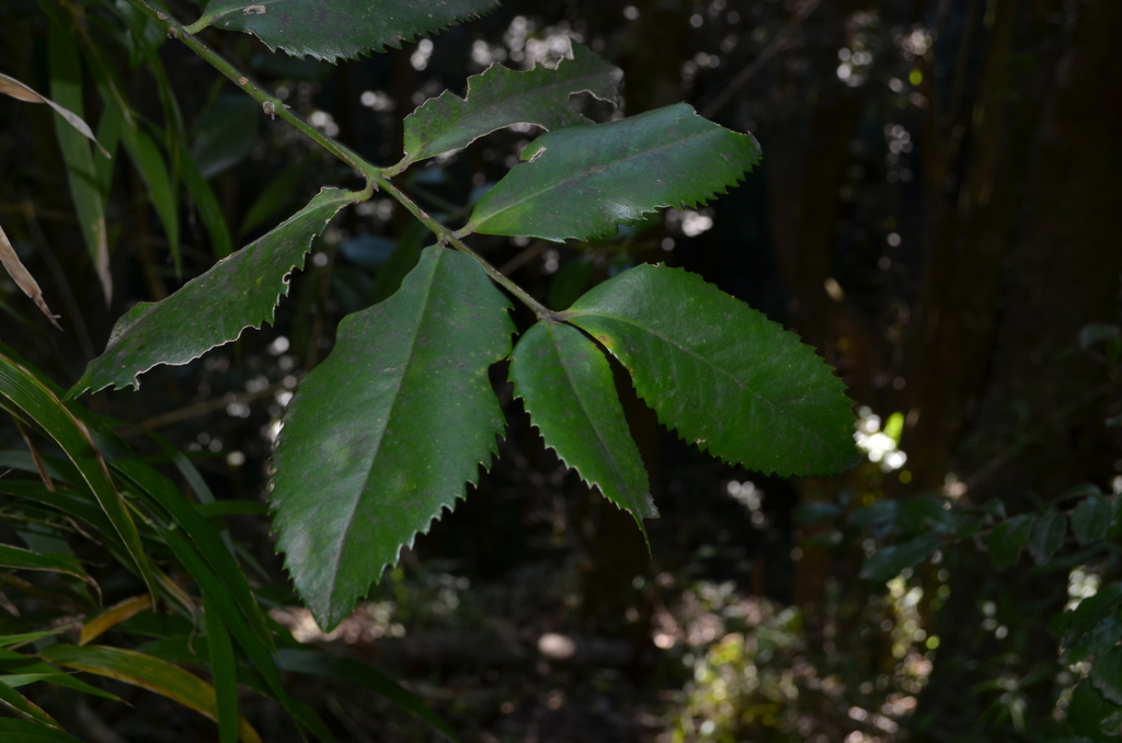 Laureliopsis philippiana from Alto Escuadrón, Concepción, Biobío, Chile ...