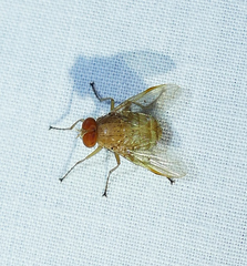 Ormia ochracea