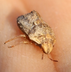 Psacasta tuberculata