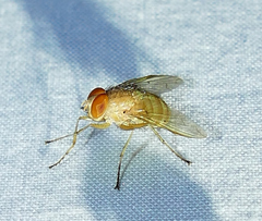 Ormia ochracea