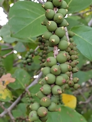 Coccoloba diversifolia