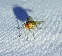 Ormia ochracea