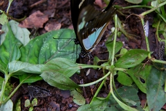 Papilio phorcas image
