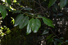 Laureliopsis philippiana