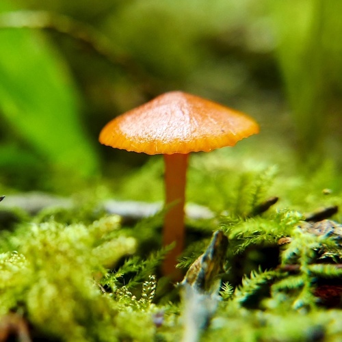 Hygrocybe parvula