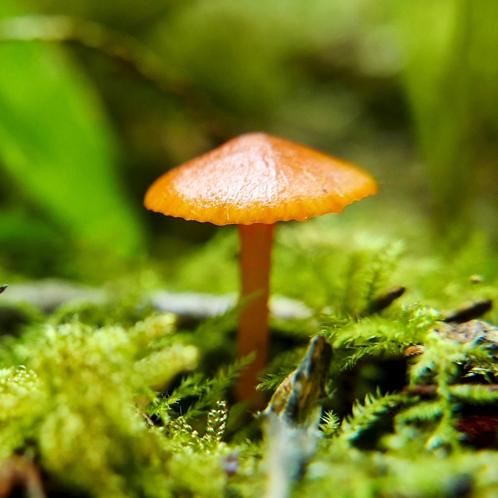 Hygrocybe parvula