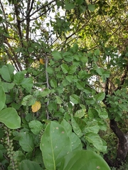 Coccoloba diversifolia