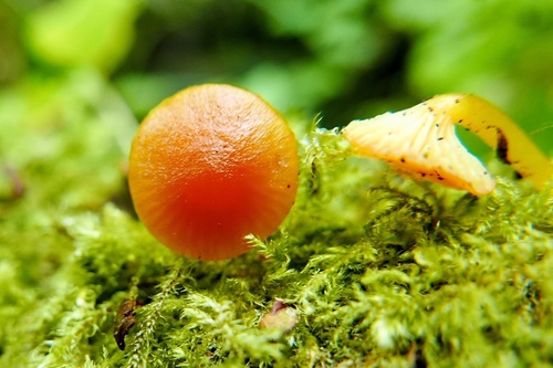 Hygrocybe parvula (Photo 2 of 3)