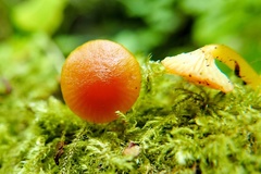 Hygrocybe parvula (Photo 2 of 3)