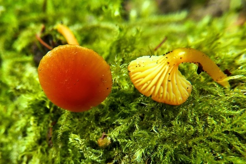 Hygrocybe parvula (Photo 3 of 3)