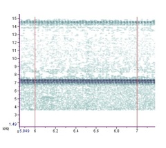 Neonemobius variegatus