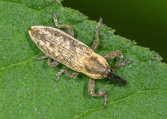 Lixus scrobicollis