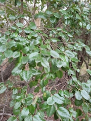 Petalostigma pubescens