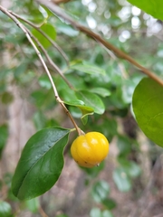Petalostigma pubescens