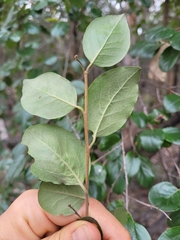 Petalostigma pubescens
