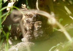 Hydropsalis torquata