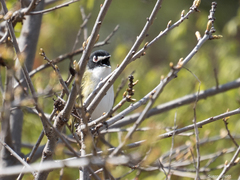 Vireo atricapilla