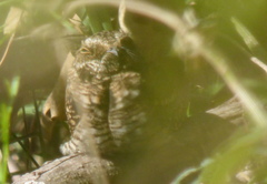 Hydropsalis torquata