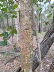 Petalostigma pubescens