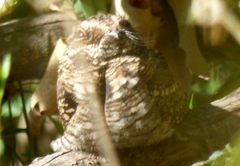 Hydropsalis torquata